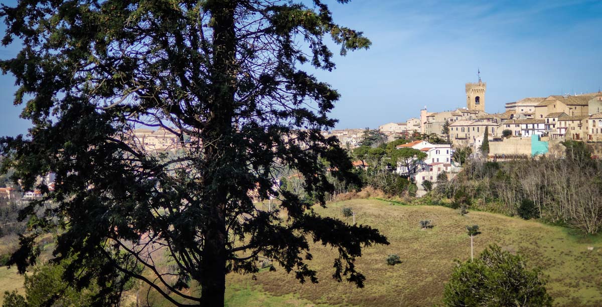 panorama di Recanati sul crinale collinare visto tra i rami di un grande albero in primo piano